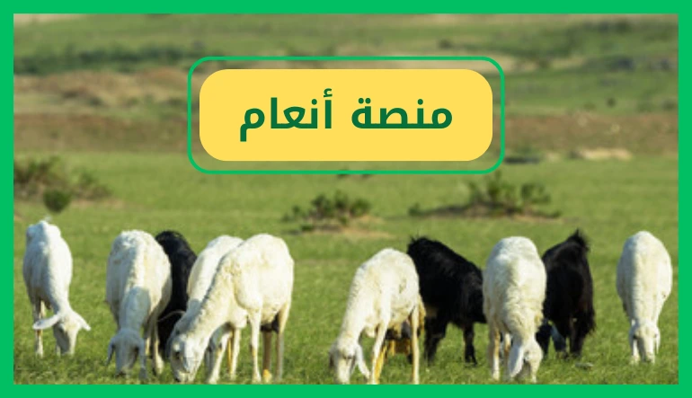   منصة انعام 
