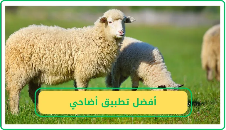   أفضل تطبيق أضاحي  