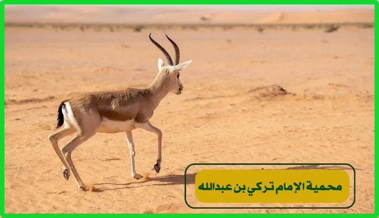   محمية الإمام تركي بن عبدالله 