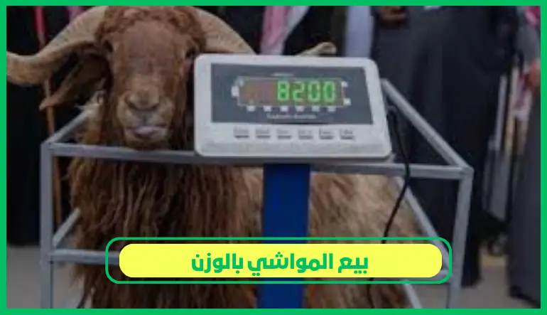   بيع المواشي بالوزن 