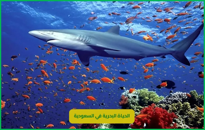   الحياة البحرية في السعودية 